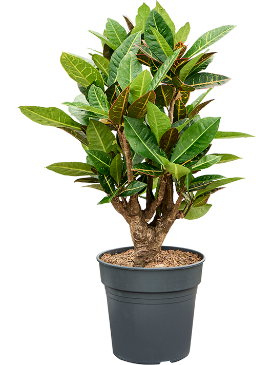 Planta naturala de interior Branched D40xH85cm Croton (Codiaeum) variegatum 'Petra' PS24/23cm in pamant