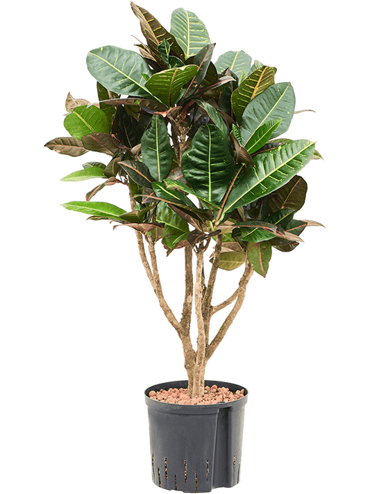 Planta naturala de interior Branched D40xH90cm Croton (Codiaeum) variegatum 'Petra' P22/19cm in hidrogranule