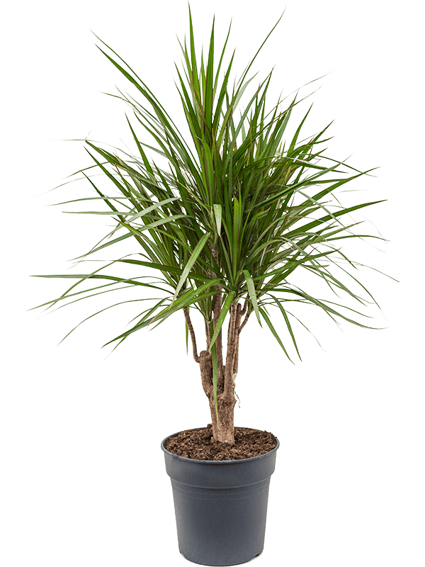 Planta naturala de interior Branched D40xH90cm Dracaena marginata PS24/23cm in pamant