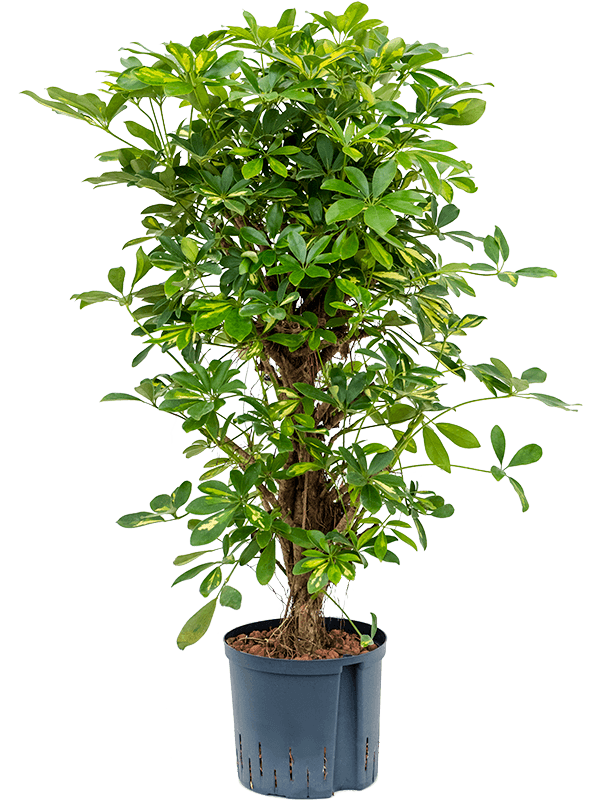 Planta naturala de interior Branched D40xH90cm Schefflera arboricola 'Gold Capella' P22/19cm in hidrogranule