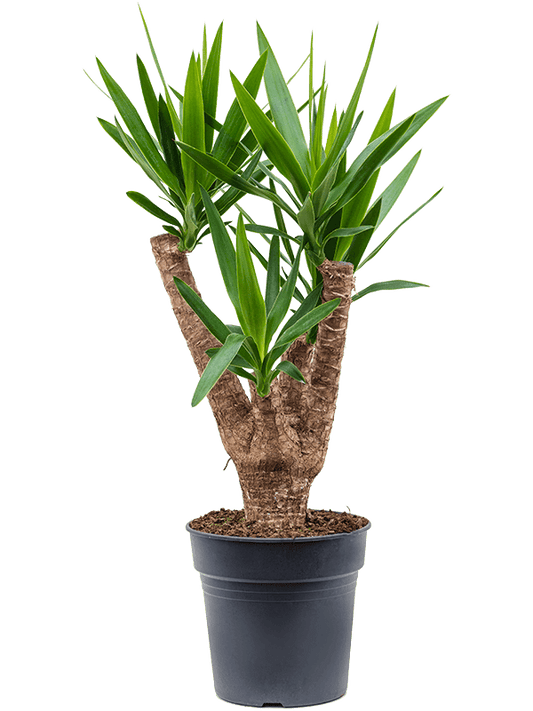 Planta naturala de interior Branched D40xH90cm Yucca elephantipes PS24/23cm in pamant