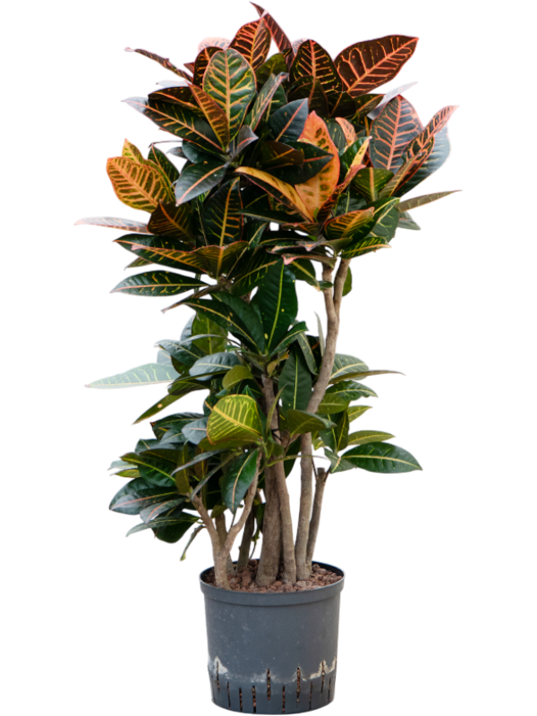 Planta naturala de interior Branched D40xH95cm Croton (Codiaeum) variegatum 'Petra' P22/19cm in hidrogranule