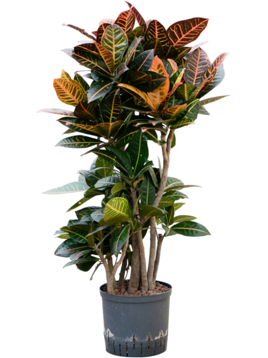 Planta naturala de interior Branched D40xH95cm Croton (Codiaeum) variegatum 'Petra' P22/19cm in hidrogranule