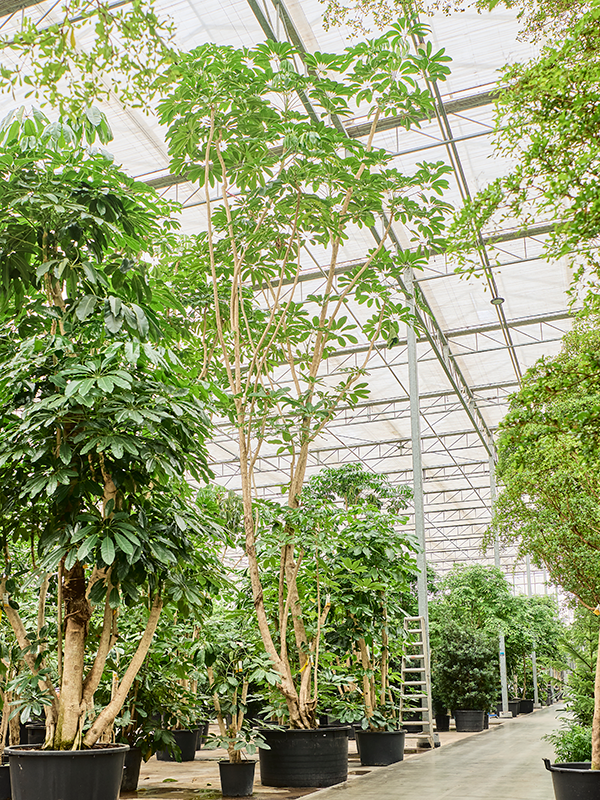 Planta naturala de interior Branched D450xH850cm Schefflera actinophylla 'Amate' (800-900) PS120/68cm in pamant