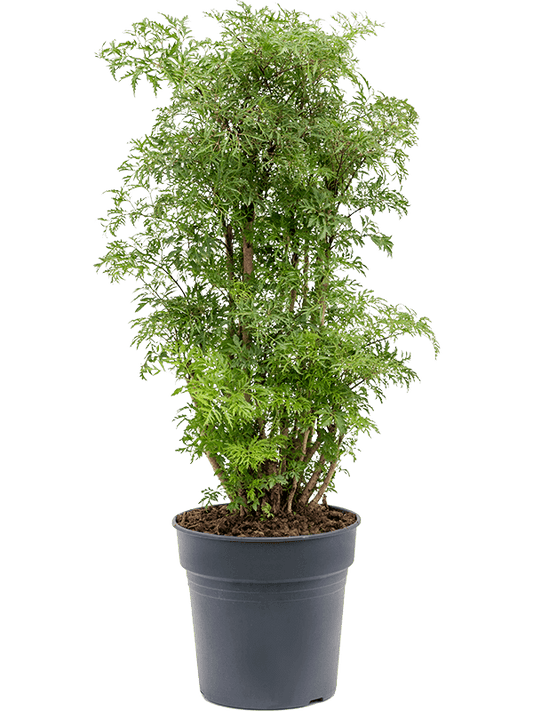 Planta naturala de interior Branched D45xH100cm Aralia (Polyscias) 'Ming' PS24/22cm in pamant