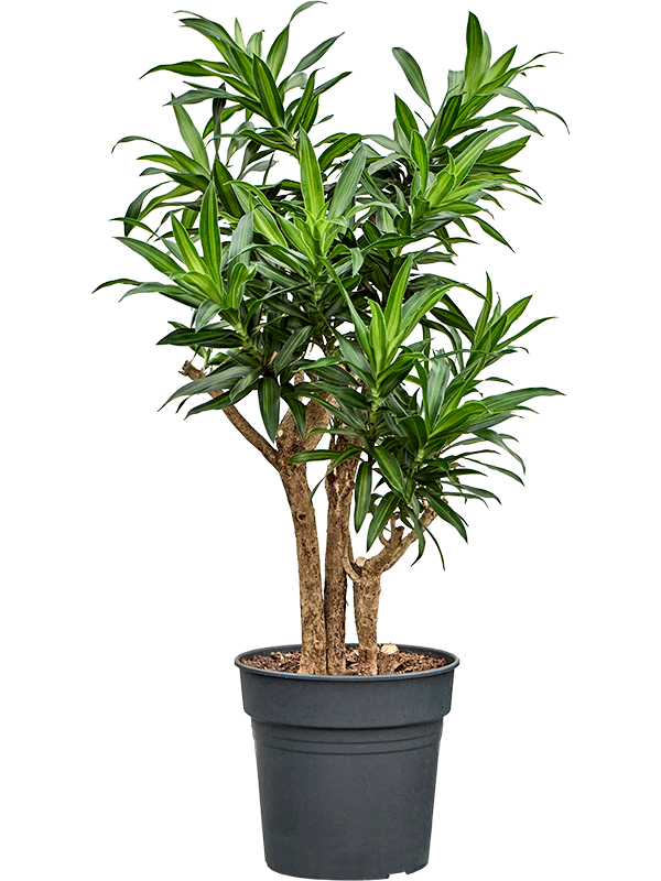 Planta naturala de interior Branched D45xH100cm Pleomele (Dracaena) reflexa 'Song of Jamaica' PS27/25cm in pamant