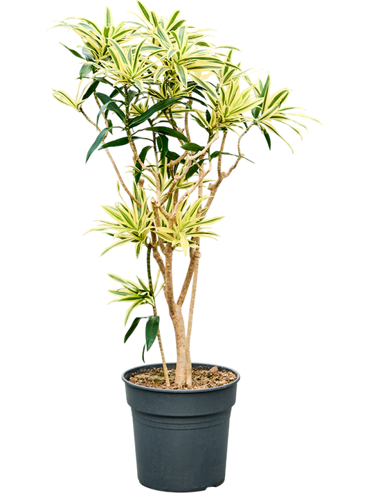 Planta naturala de interior Branched D45xH100cm Pleomele (Dracaena) reflexa 'Song of Sri Lanka' PS30/27cm in pamant