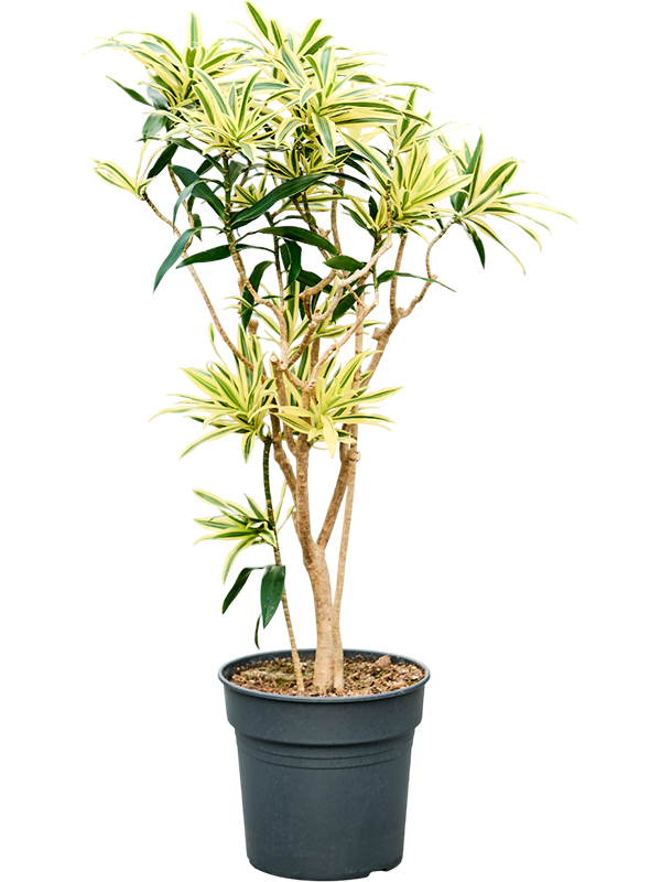 Planta naturala de interior Branched D45xH100cm Pleomele (Dracaena) reflexa 'Song of Sri Lanka' PS30/27cm in pamant