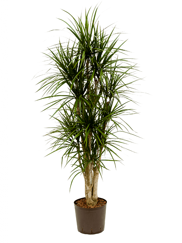 Planta naturala de interior Branched D45xH140cm Dracaena marginata P22/19cm in hidrogranule