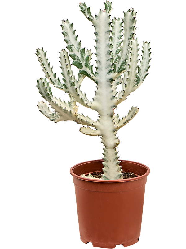 Planta naturala de interior Branched D45xH55cm Euphorbia lactea 'Ghost' PS21/20cm in pamant