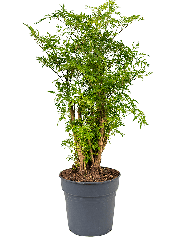 Planta naturala de interior Branched D45xH60cm Aralia (Polyscias) 'Ming' PS19/18cm in pamant