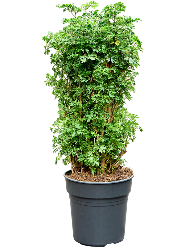 Planta naturala de interior Branched D45xH60cm Aralia (Polyscias) 'Roble' PS19/18cm in pamant