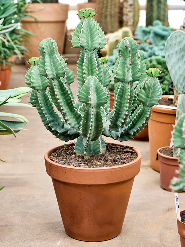 Planta naturala de interior Branched D45xH75cm Euphorbia cooperi (70-80) PS30/26cm in pamant