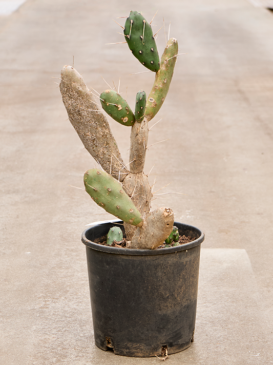 Planta naturala de interior Branched D45xH80cm Opuntia Quimilo PS30/26cm in pamant