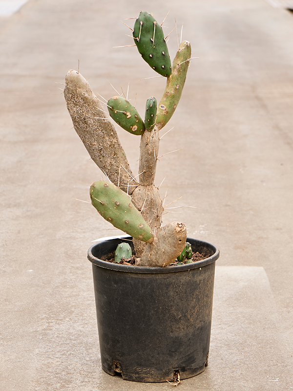 Planta naturala de interior Branched D45xH80cm Opuntia Quimilo PS30/26cm in pamant