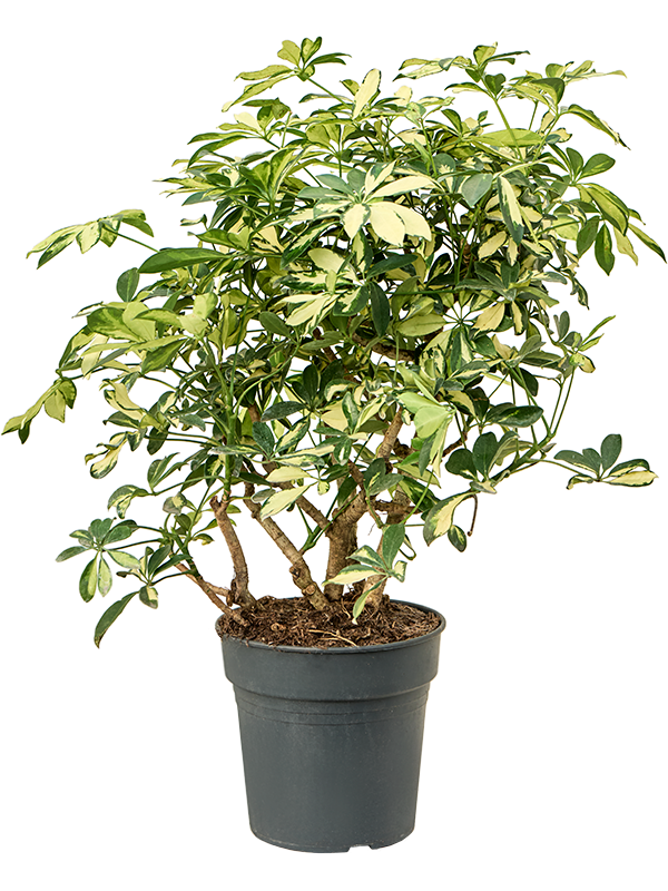 Planta naturala de interior Branched D45xH80cm Schefflera arboricola 'Trinette' PS24/23cm in pamant