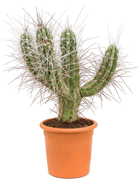 Planta naturala de interior Branched D45xH90cm Stetsonia coryne PS25/22cm in pamant