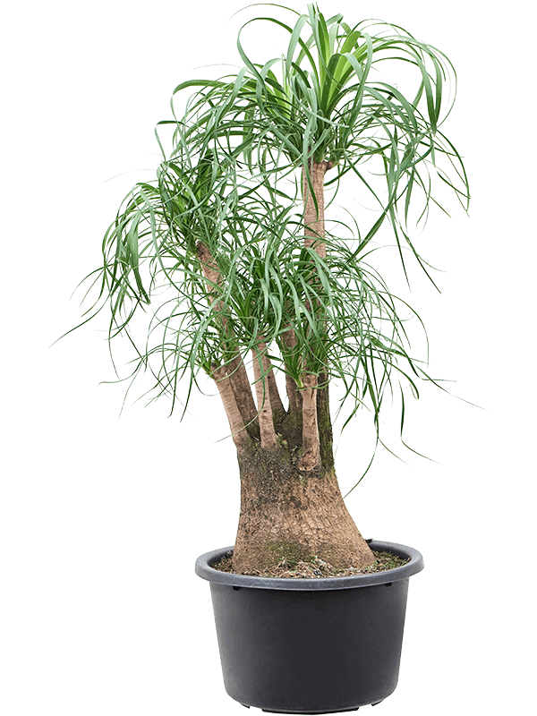 Planta naturala de interior Branched D50xH100cm Beaucarnea recurvata PS41/24cm in pamant