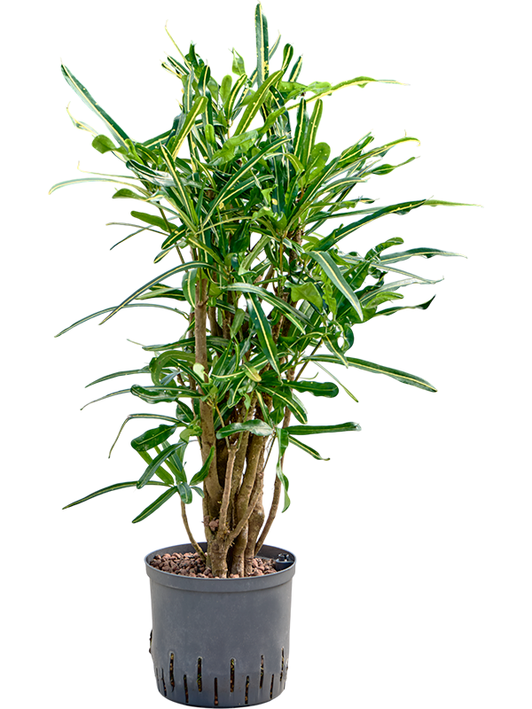 Planta naturala de interior Branched D50xH100cm Croton (Codiaeum) variegatum 'Banana' P22/19cm in hidrogranule