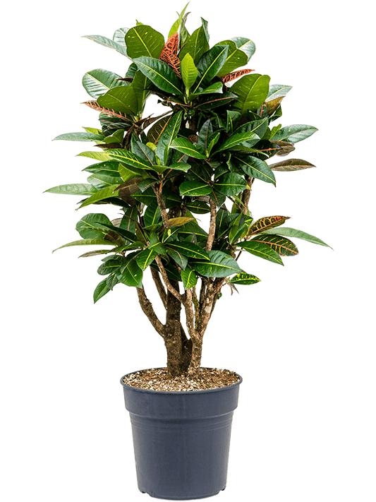 Planta naturala de interior Branched D50xH100cm Croton (Codiaeum) variegatum 'Petra' (90-110) PS27/25cm in pamant