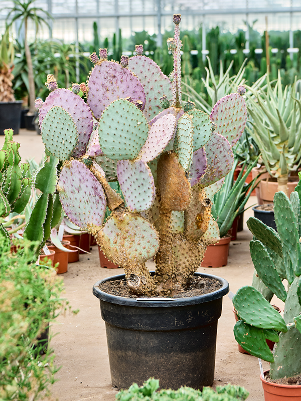 Planta naturala de interior Branched D50xH100cm Opuntia santarita PS35/30cm in pamant