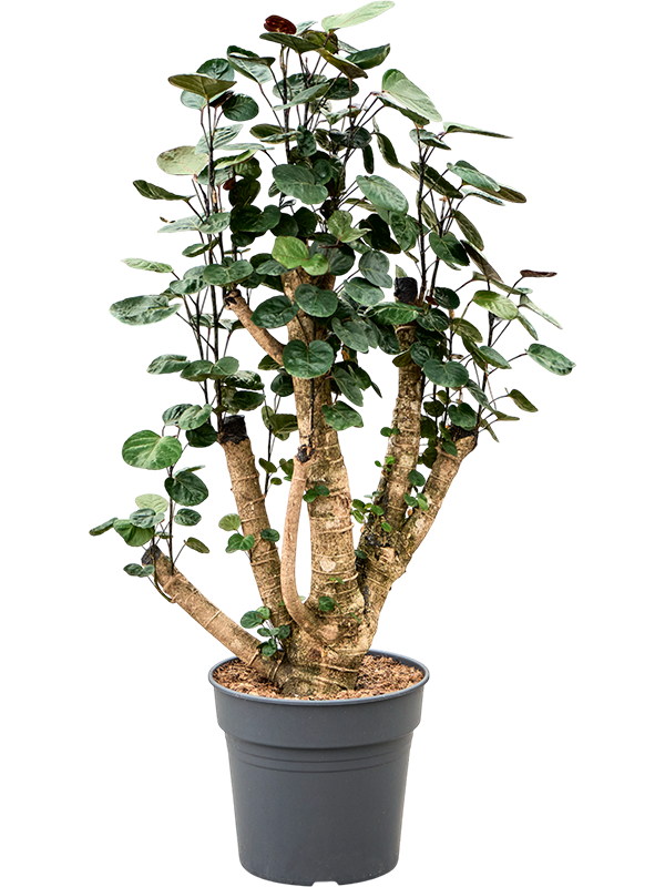 Planta naturala de interior Branched D50xH100cm Polyscias (Aralia) Fabian PS30/27cm in pamant