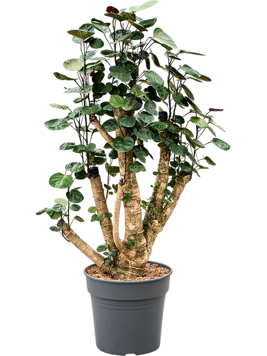 Planta naturala de interior Branched D50xH100cm Polyscias (Aralia) Fabian PS30/27cm in pamant