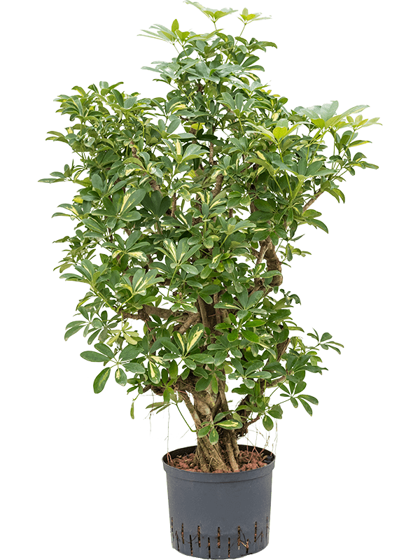 Planta naturala de interior Branched D50xH100cm Schefflera arboricola 'Gold Capella' P25/19cm in hidrogranule