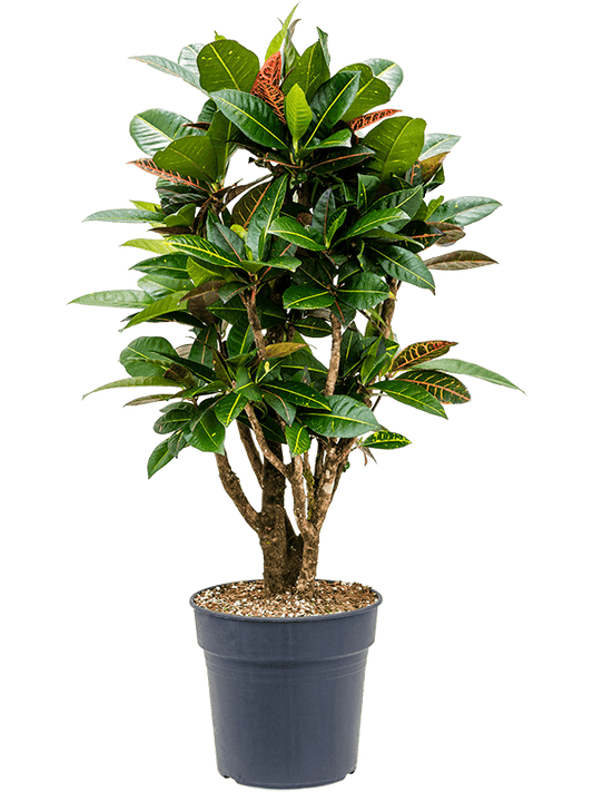 Planta naturala de interior Branched D50xH110cm Croton (Codiaeum) variegatum 'Petra' (90-110) PS27/25cm in pamant