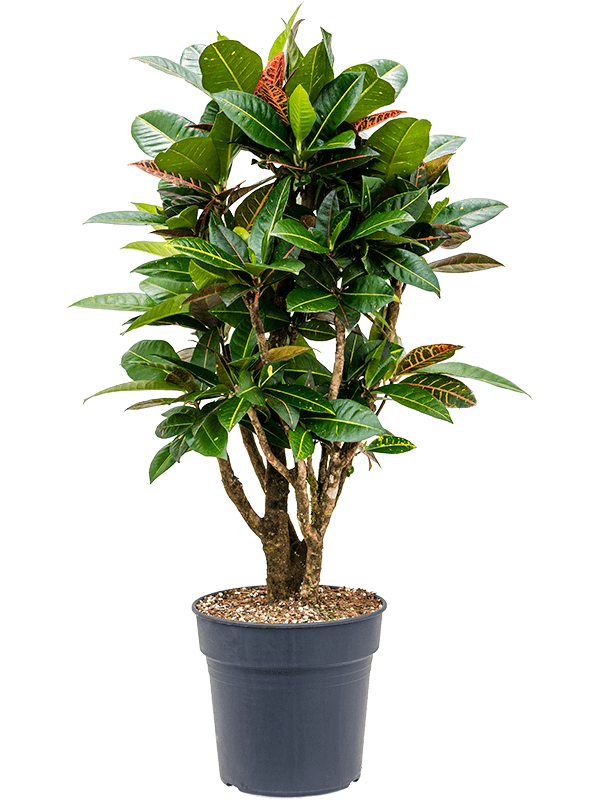 Planta naturala de interior Branched D50xH110cm Croton (Codiaeum) variegatum 'Petra' PS27/25cm in pamant