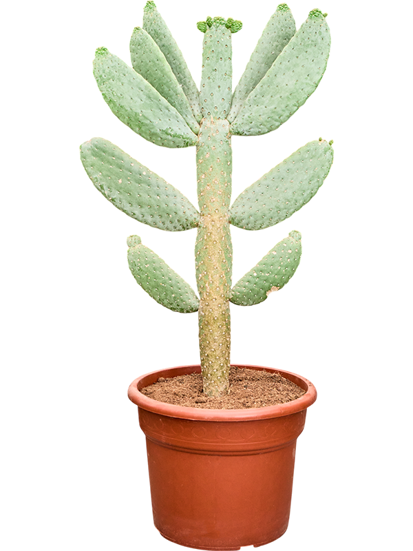 Planta naturala de interior Branched D50xH110cm Opuntia consolea PS40/31cm in pamant