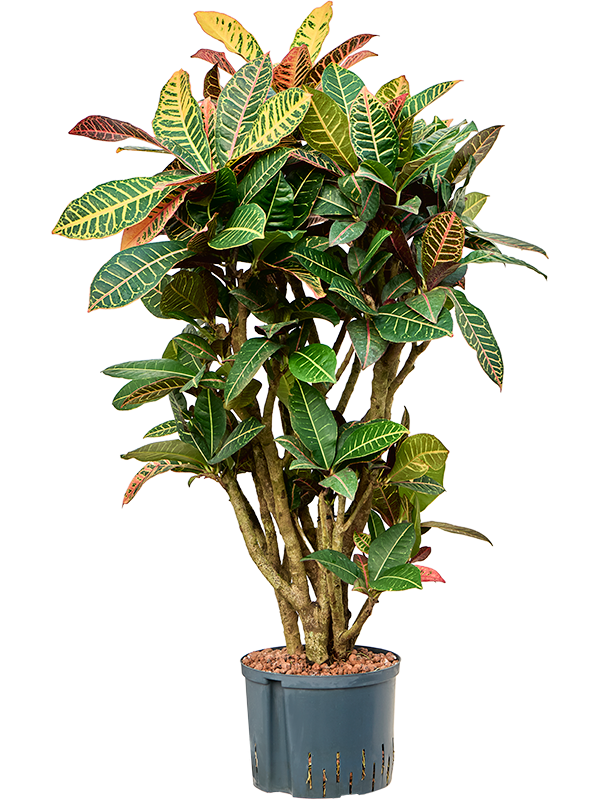 Planta naturala de interior Branched D50xH120cm Croton (Codiaeum) variegatum 'Petra' P25/19cm in hidrogranule