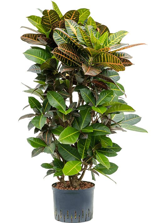 Planta naturala de interior Branched D50xH120cm Croton (Codiaeum) variegatum 'Petra' P25/19cm in hidrogranule