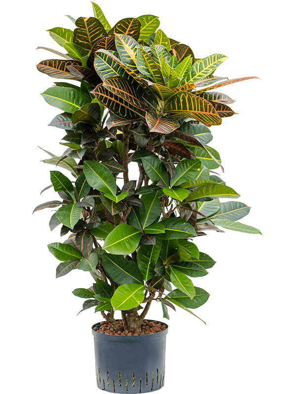 Planta naturala de interior Branched D50xH120cm Croton (Codiaeum) variegatum 'Petra' P25/19cm in hidrogranule