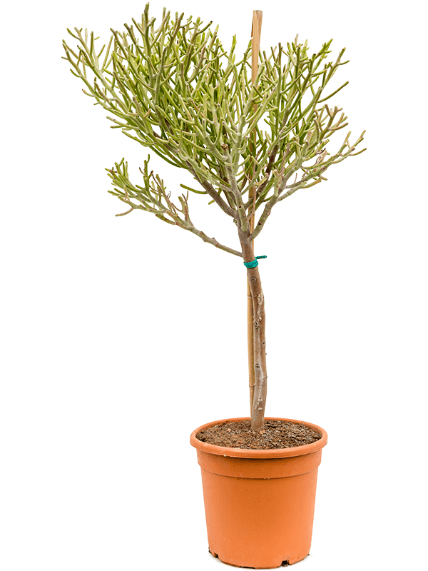 Planta naturala de interior Branched D50xH120cm Euphorbia fiherenensis PS27/24cm in pamant