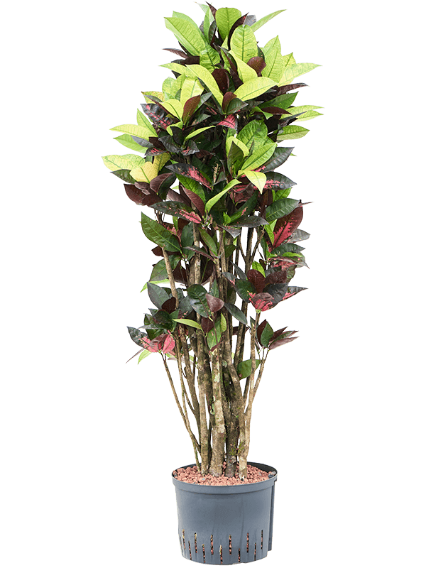 Planta naturala de interior Branched D50xH130cm Croton (Codiaeum) variegatum 'Mrs. Iceton' P25/19cm in hidrogranule