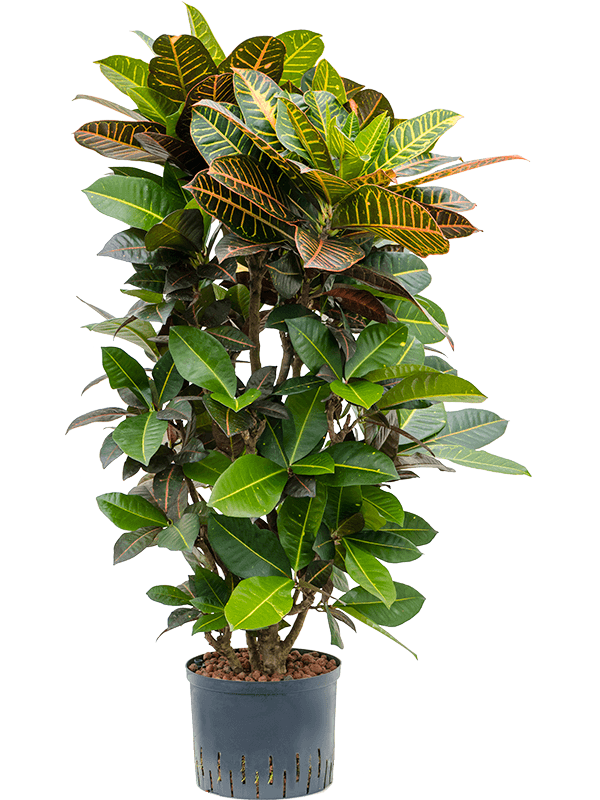 Planta naturala de interior Branched D50xH130cm Croton (Codiaeum) variegatum 'Petra' P25/19cm in hidrogranule