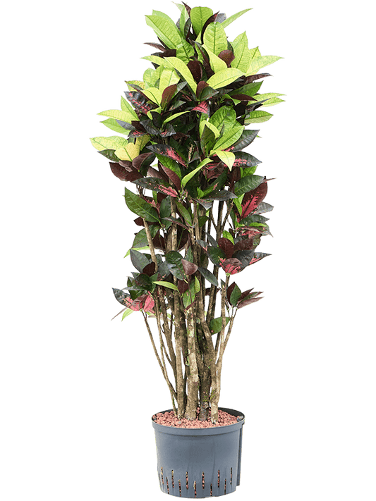 Planta naturala de interior Branched D50xH135cm Croton (Codiaeum) variegatum 'Mrs. Iceton' P25/19cm in hidrogranule
