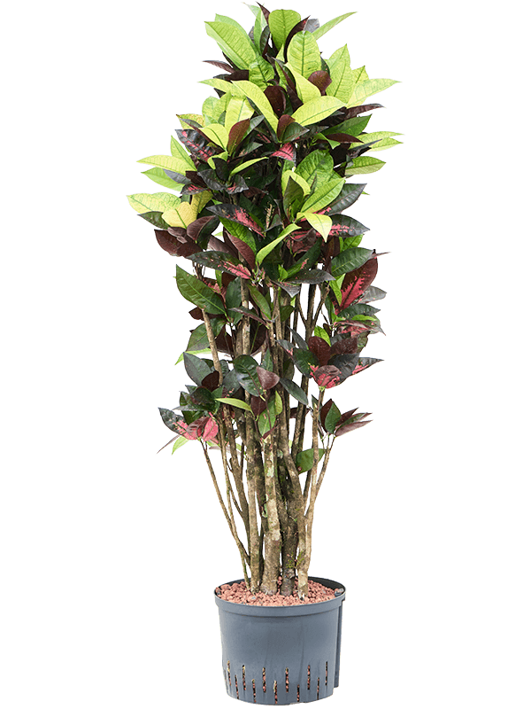Planta naturala de interior Branched D50xH135cm Croton (Codiaeum) variegatum 'Mrs. Iceton' P25/19cm in hidrogranule