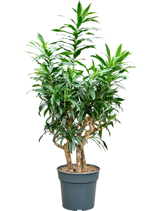 Planta naturala de interior Branched D50xH135cm Pleomele (Dracaena) reflexa (125cm-145cm) PS30/27cm in pamant