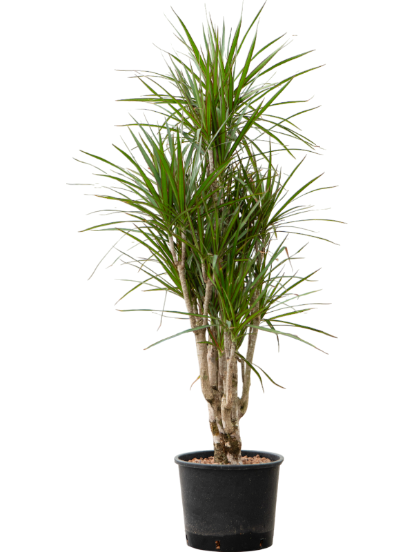 Planta naturala de interior Branched D50xH140cm Dracaena marginata P28/24cm in hidrogranule