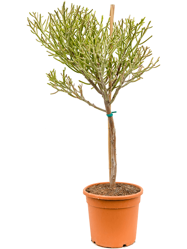 Planta naturala de interior Branched D50xH140cm Euphorbia fiherenensis PS27/24cm in pamant