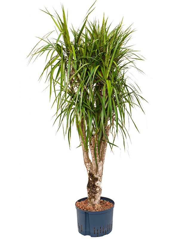 Planta naturala de interior Branched D50xH145cm Dracaena marginata P28/19cm in hidrogranule