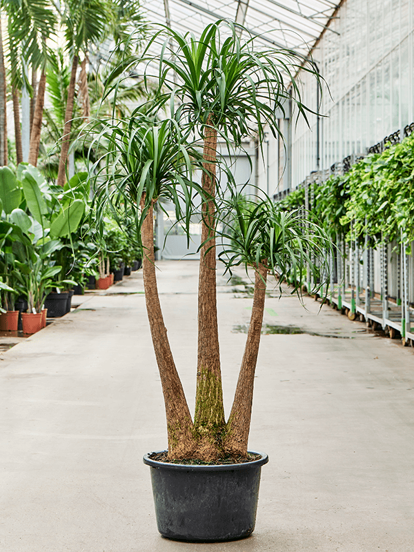 Planta naturala de interior Branched D50xH170cm Beaucarnea recurvata PS44/30cm in pamant