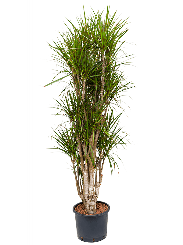 Planta naturala de interior Branched D50xH170cm Dracaena marginata P30/26cm in hidrogranule