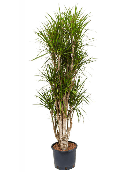 Planta naturala de interior Branched D50xH170cm Dracaena marginata P30/26cm in hidrogranule