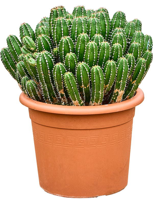 Planta naturala de interior Branched D50xH55cm Euphorbia echinus PS35/28cm in pamant