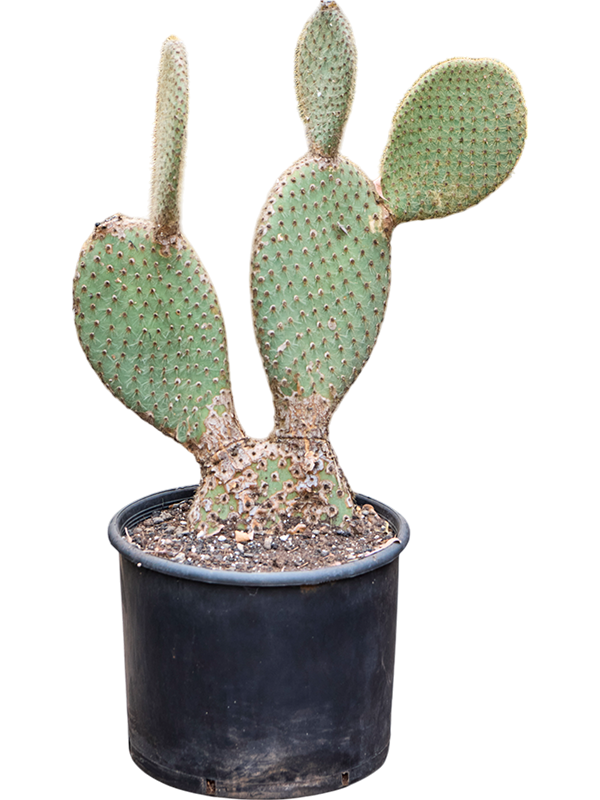 Planta naturala de interior Branched D50xH75cm Opuntia pailana PS28/23cm in pamant