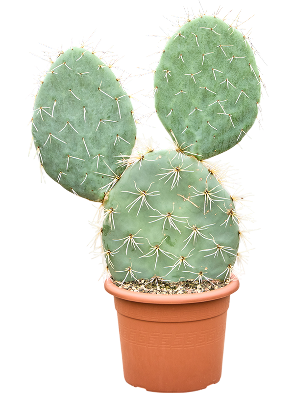 Planta naturala de interior Branched D50xH80cm Opuntia maxima PS30/20cm in pamant