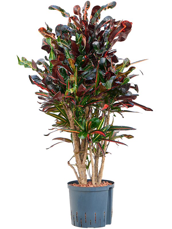Planta naturala de interior Branched D50xH90cm Croton (Codiaeum) variegatum 'Mammi' P22/19cm in hidrogranule